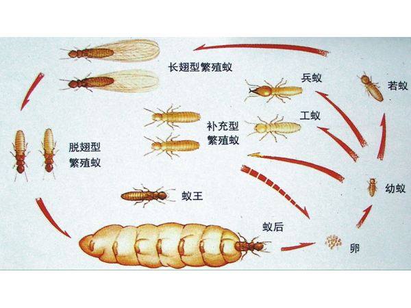 白蚁控制剂的使用与环保平衡：江宁白蚁防治的选择
