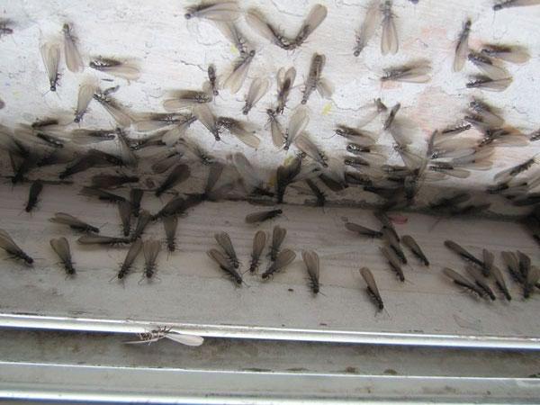 白蚁的基因组学和系统发育学研究